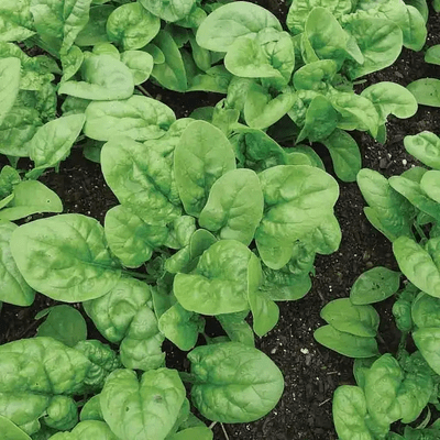 Spinach